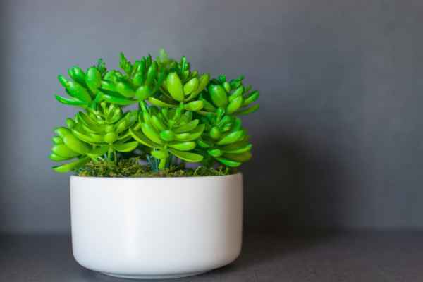 Artificial Plants in Small Spaces