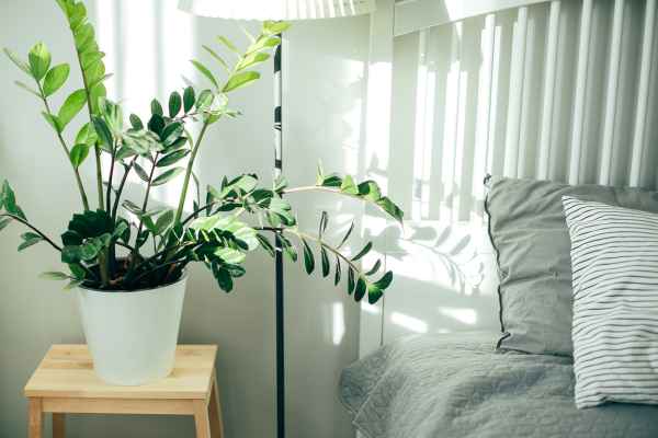 Lighting and Its Effect on Plant-Themed Bedrooms